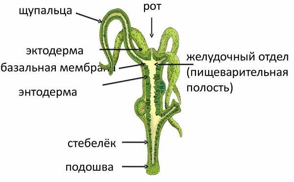 Кракен даркнет как зайти